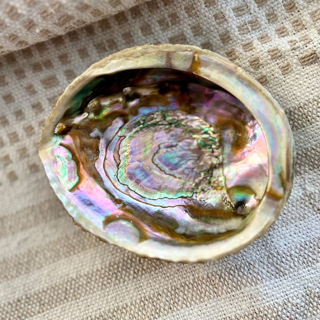 Green Abalone Sea Shell